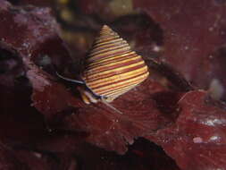 Image of Blue Top Snail