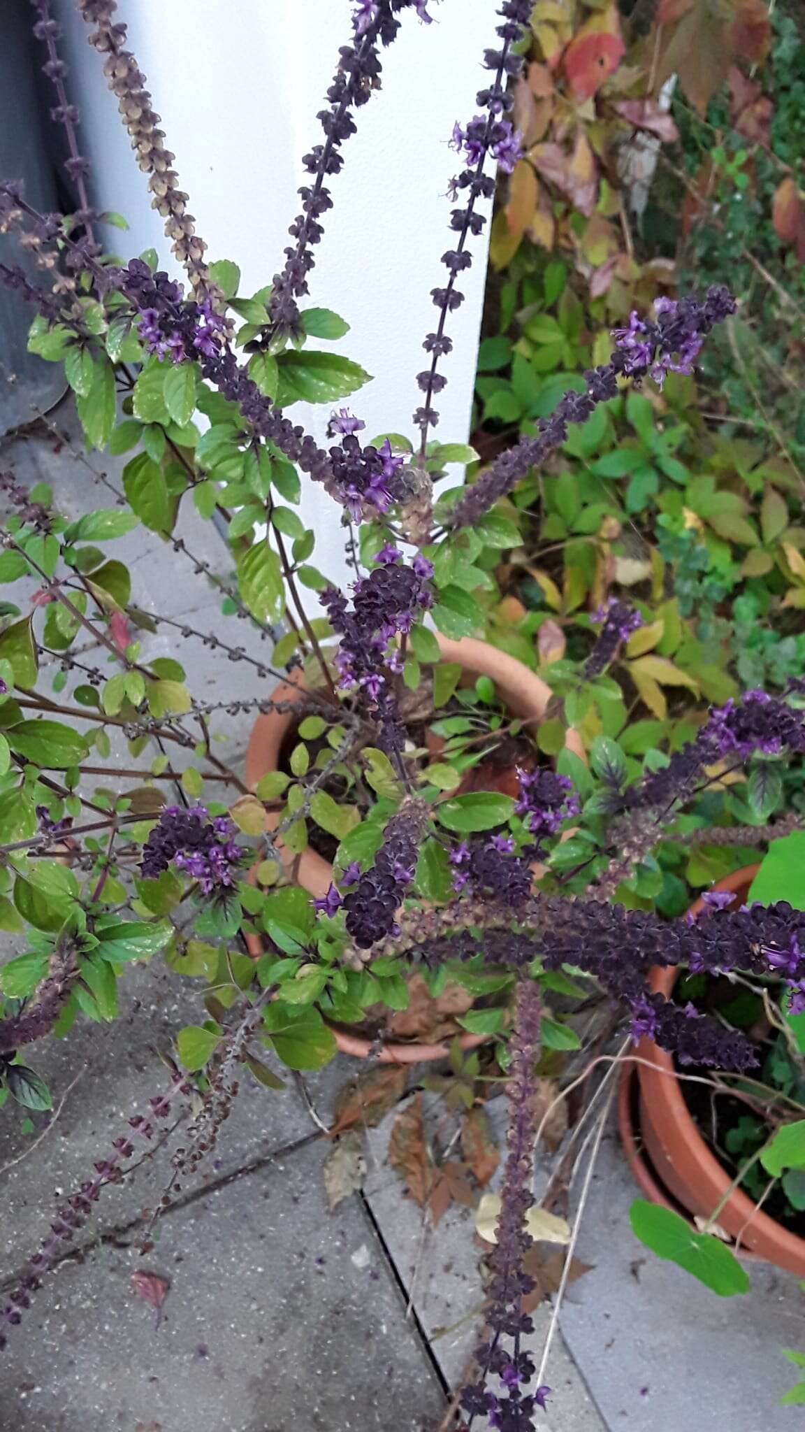 Image de Ocimum kilimandscharicum Gürke