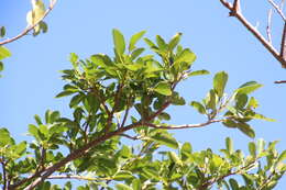 Image of Bark Cloth Fig