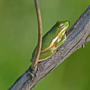 Image of American Green Treefrog