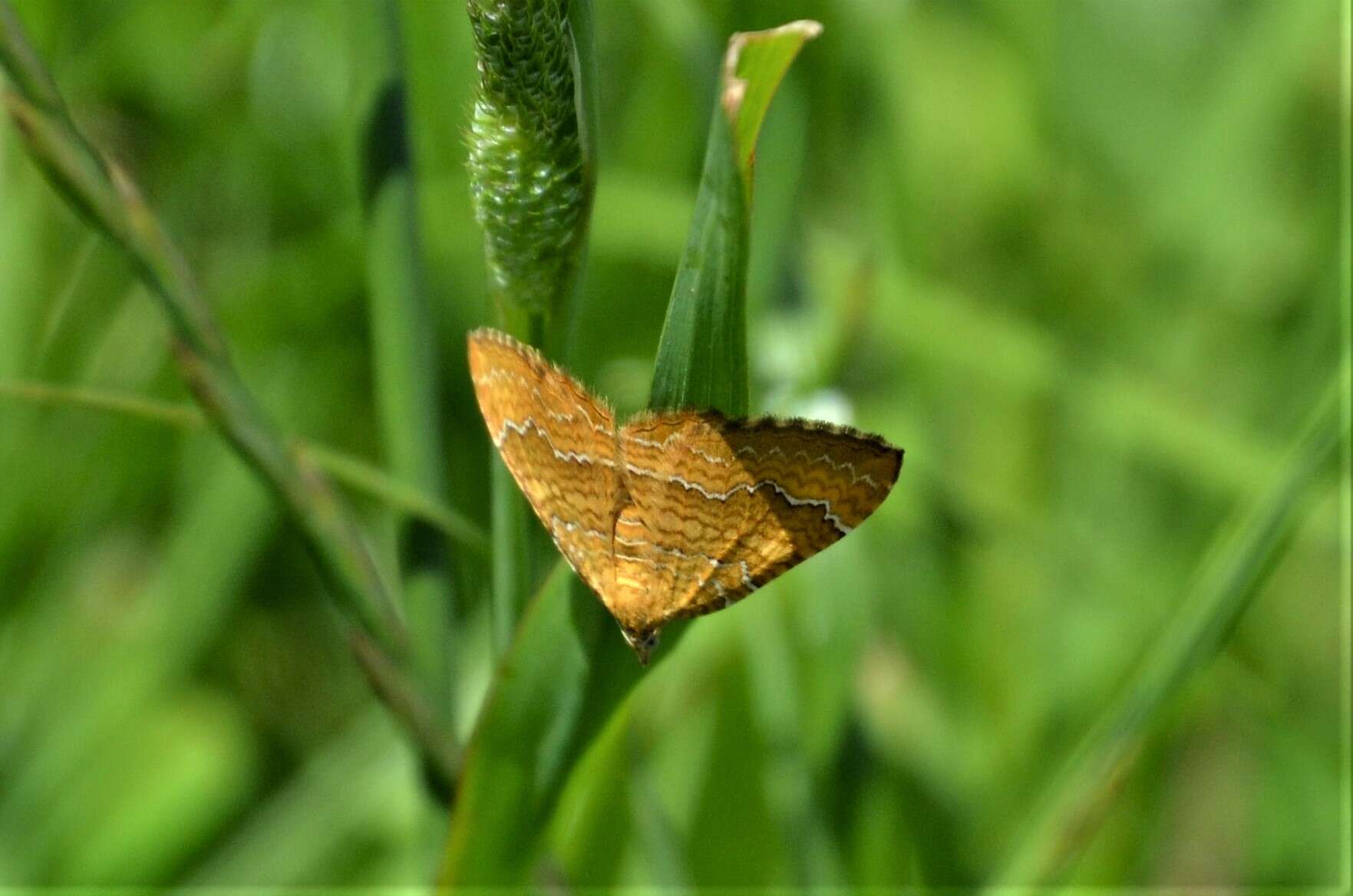 Plancia ëd Camptogramma bilineata