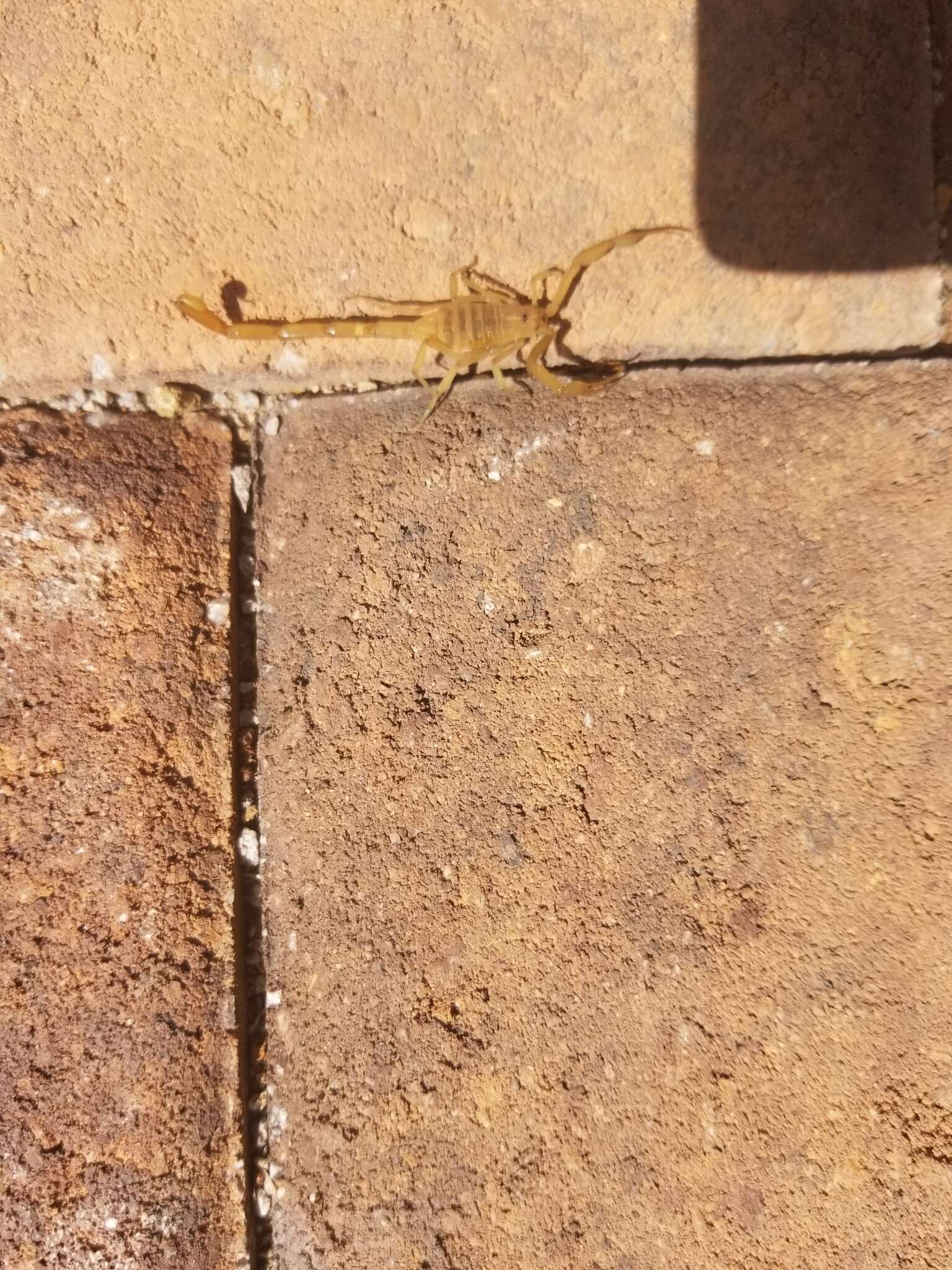 Image of Arizona Bark Scorpion