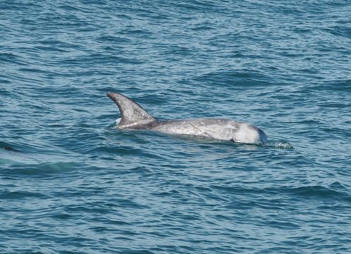 18.https www inaturalist org photos 6144453.580x360