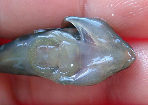 Image of New Zealand lumpfish