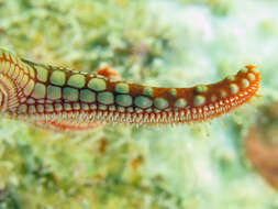 Image of Red and pink sea star