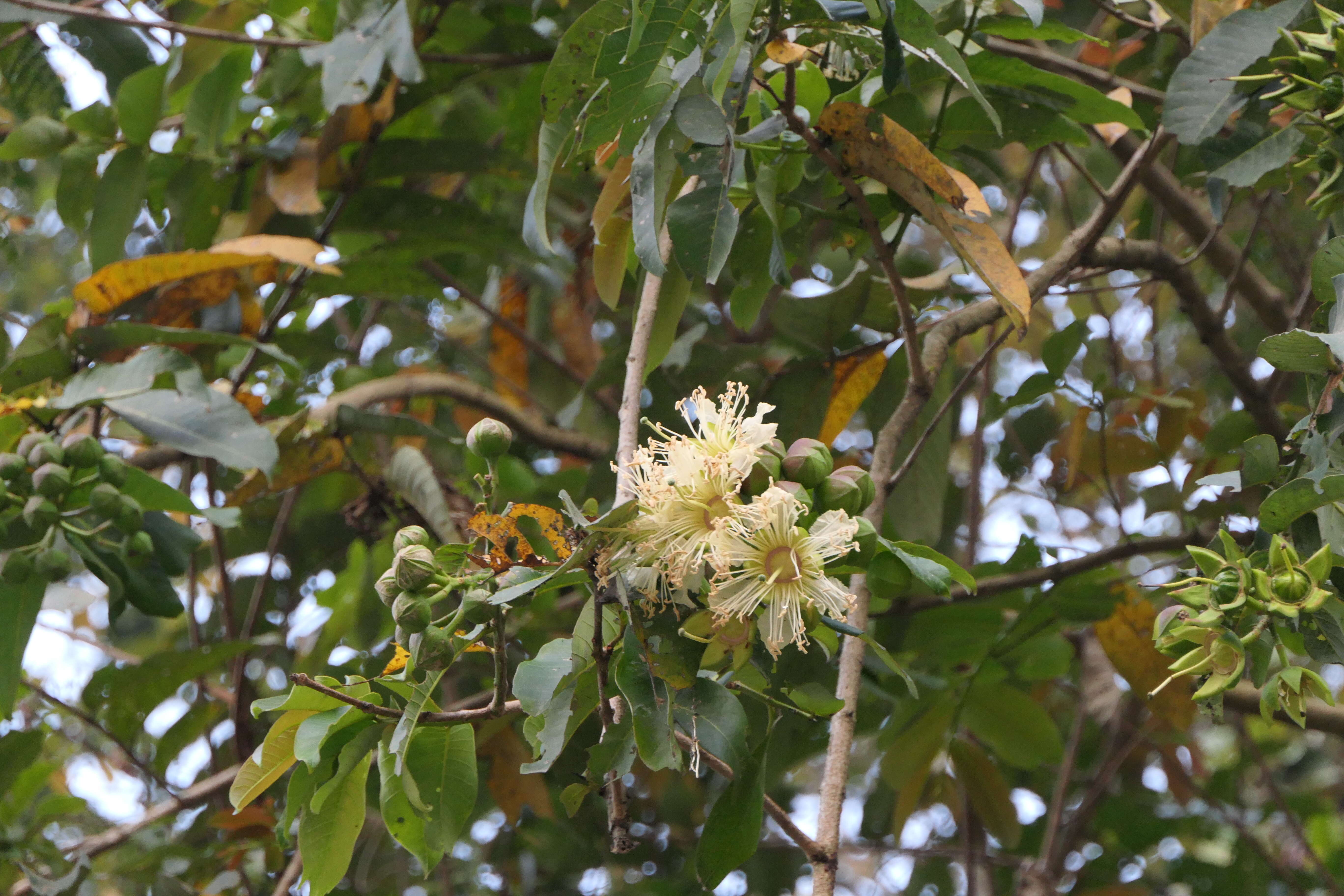 Duabanga grandiflora (Roxb. ex DC.) Walp. resmi