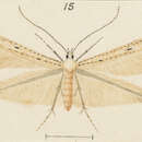 Image of Batrachedra tristicta Meyrick 1901