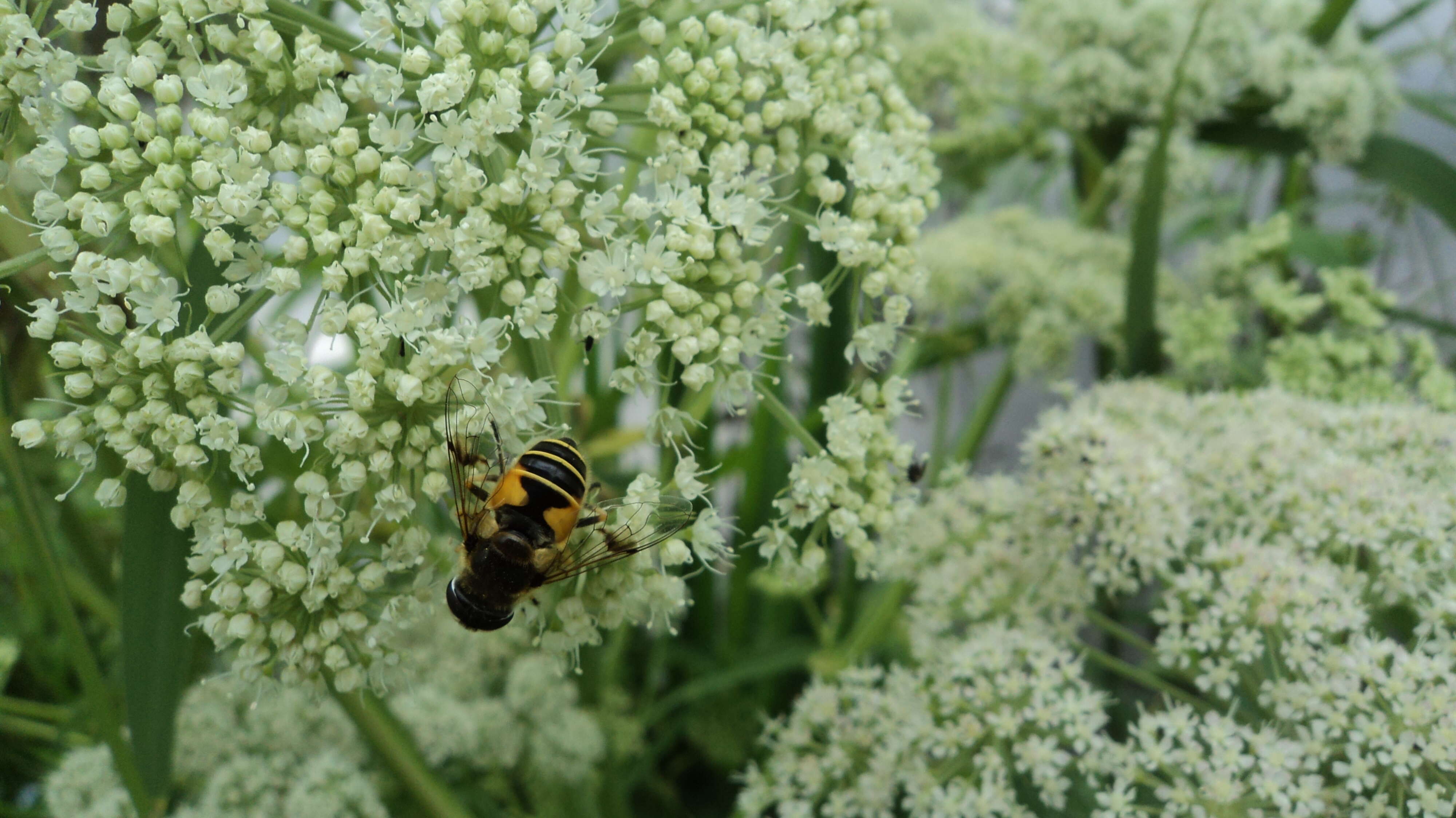 Слика од <i>Eristalis horticola</i>