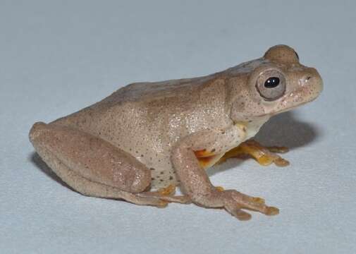 Image of Dendropsophus norandinus Rivera-Correa & Gutiérrez-Cárdenas 2012