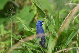 Image of Blue Grosbeak