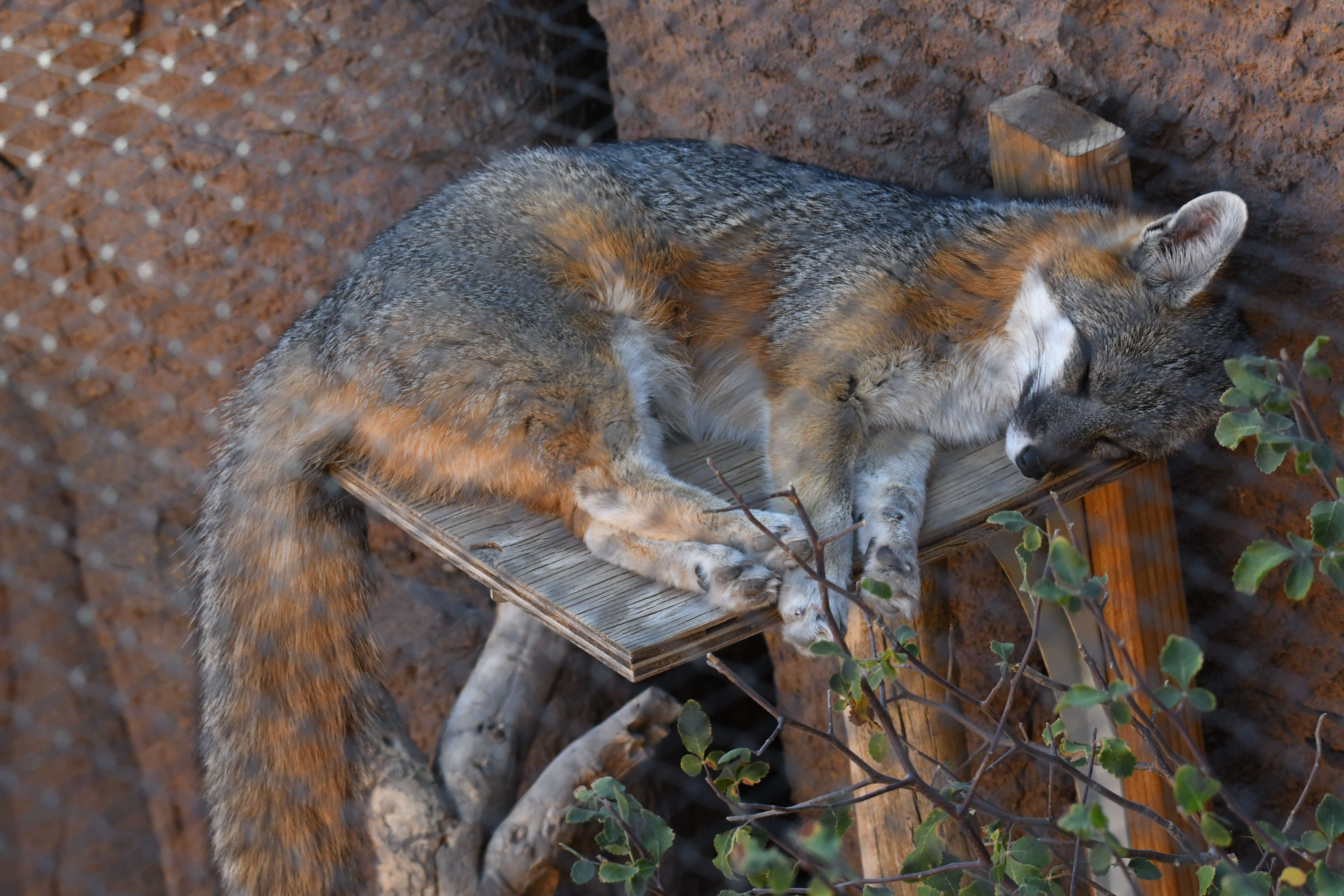 Image of Grey Foxes