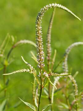 Image of Culver's root