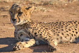 Image of Namibian cheetah