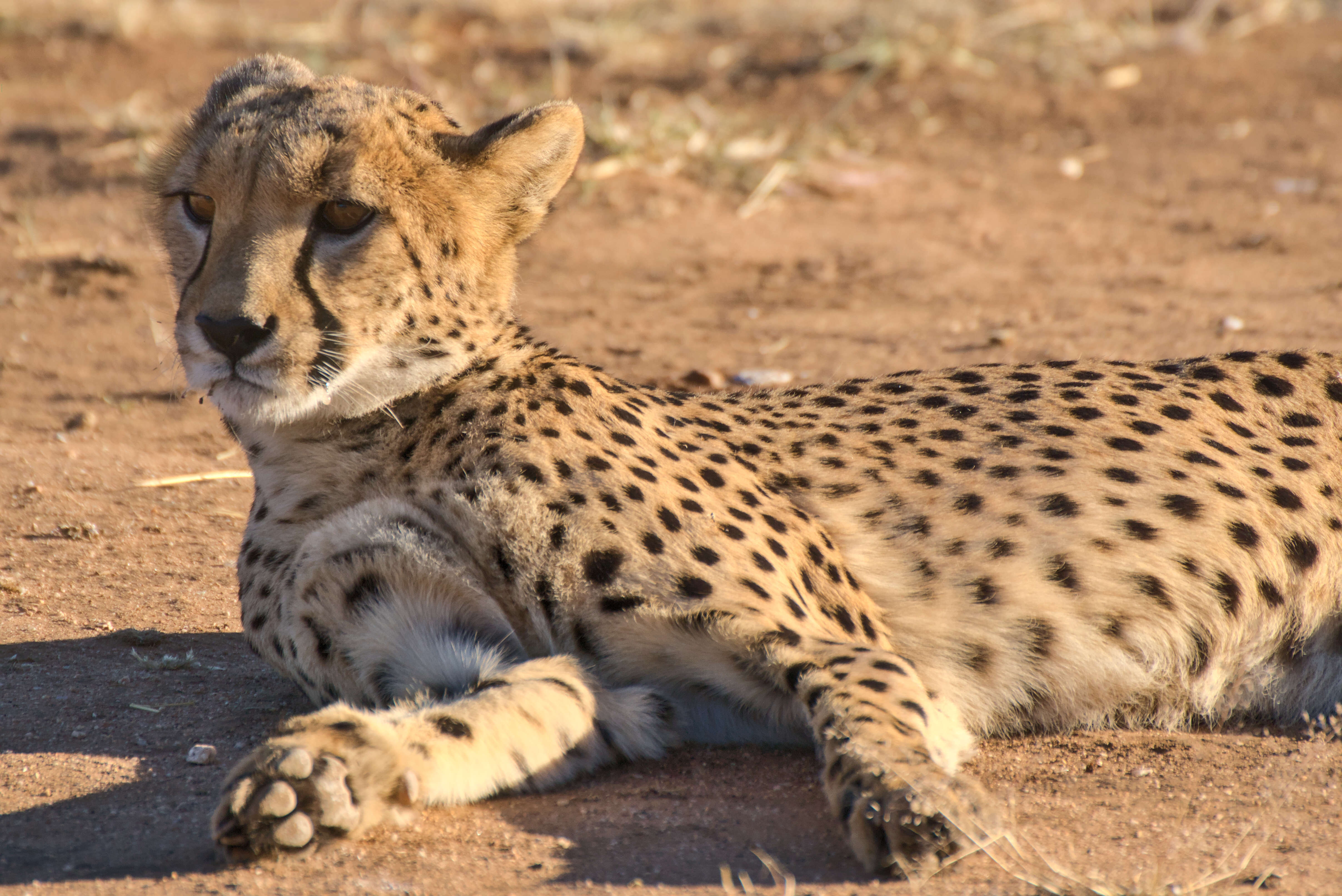 Image of Namibian cheetah