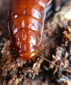 Image of <i>Cryptocercus garciai</i> Burnside, Smith & Kambhampati 1999