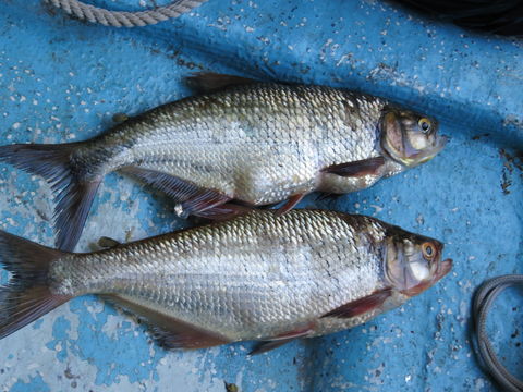 Image of macabi tetra