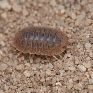 Image of Isopod