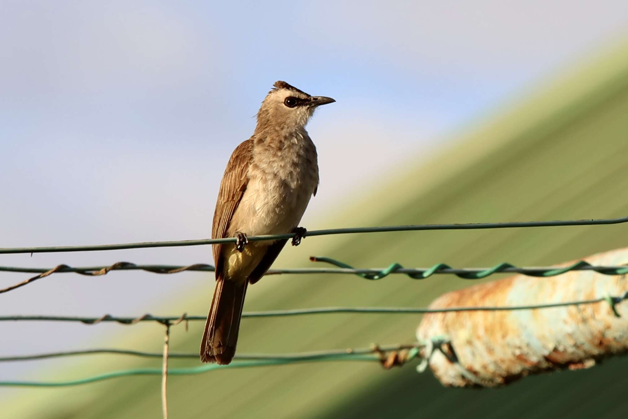 Image of Yellow-vented Bulbul