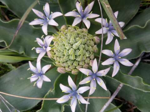 Imagem de Scilla peruviana L.