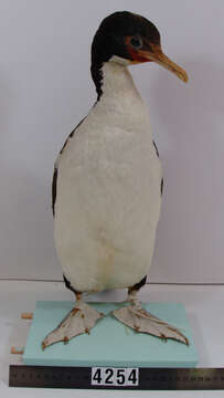 Image of Chatham Island shag