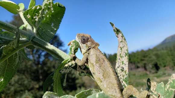 Image of Eastern Cape Dwarf Chameleon