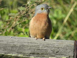 Image of Fan-tailed Cuckoo