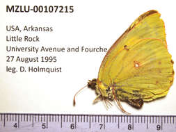 Image of Orange Sulphur