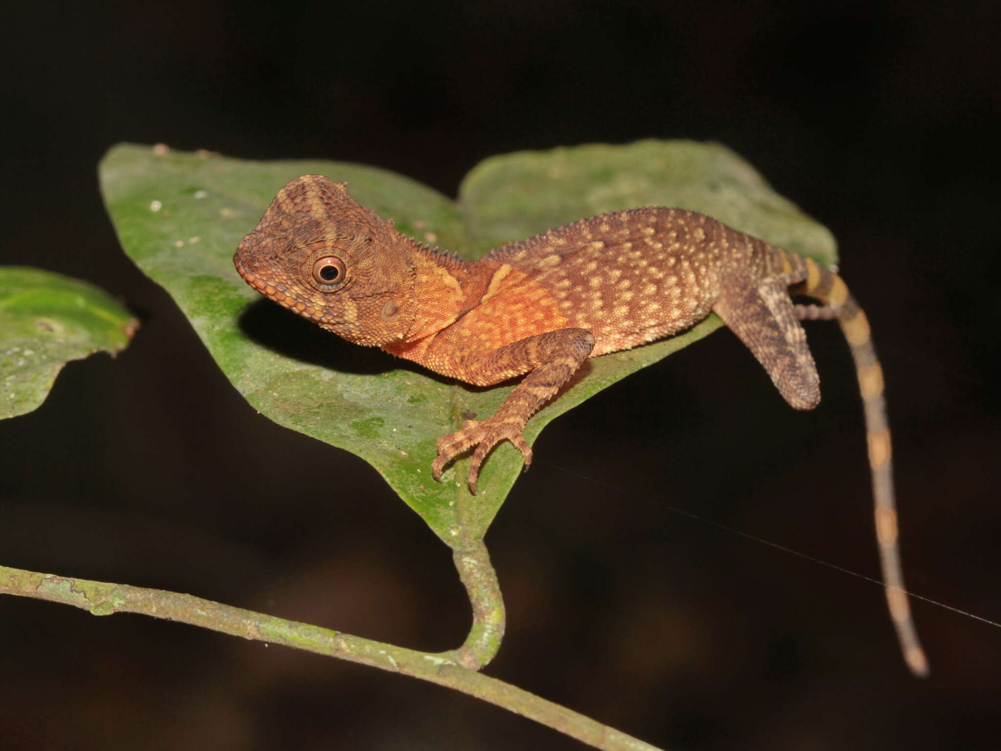 Imagem de Acanthosaura phuketensis Pauwels, Sumontha, Kunya, Nitikul, Samphanthamit, Wood & Grismer 2015