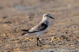 Image of Red-necked Stint