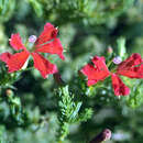 Image of Scarlet Leschenaultia