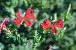 Image of Scarlet Leschenaultia