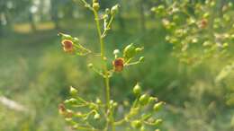 Image de Scrophularia marilandica L.