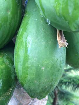 Image of Papaya ringspot virus