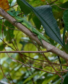 Image of Green Basilisk