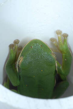 Image of American Green Treefrog