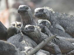 Image of marine iguana