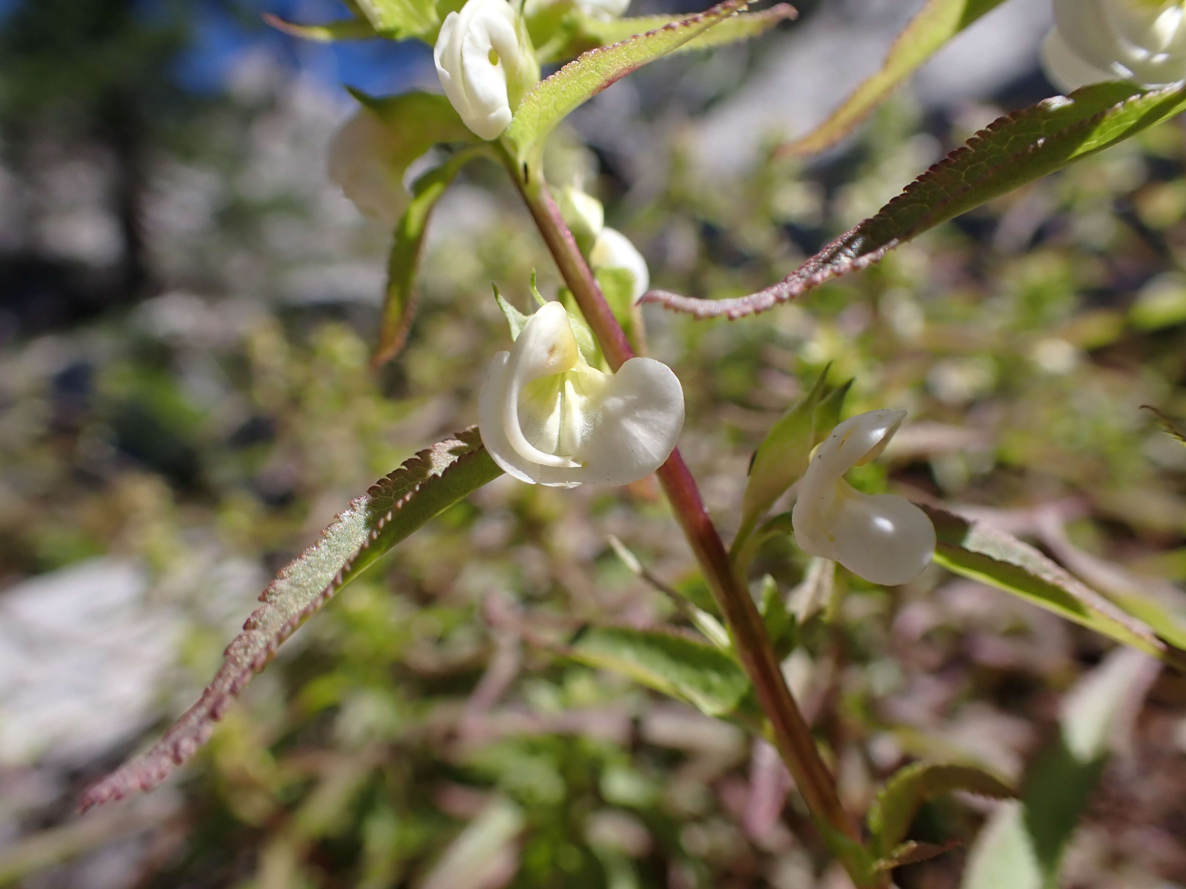 Imagem de Pedicularis racemosa Dougl. ex Hook.