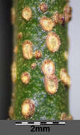 Image de Euonymus verrucosus Scop.