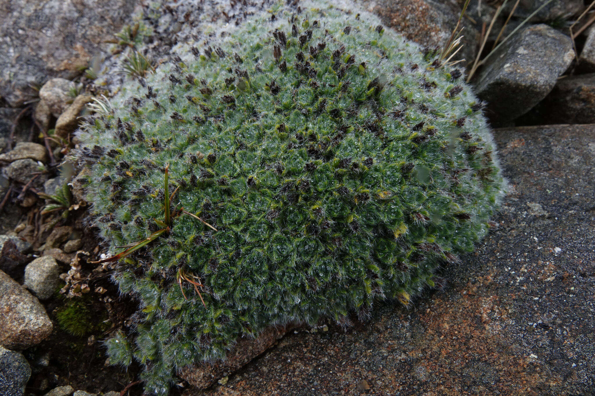 Image of Myosotis pulvinaris Hook. fil.