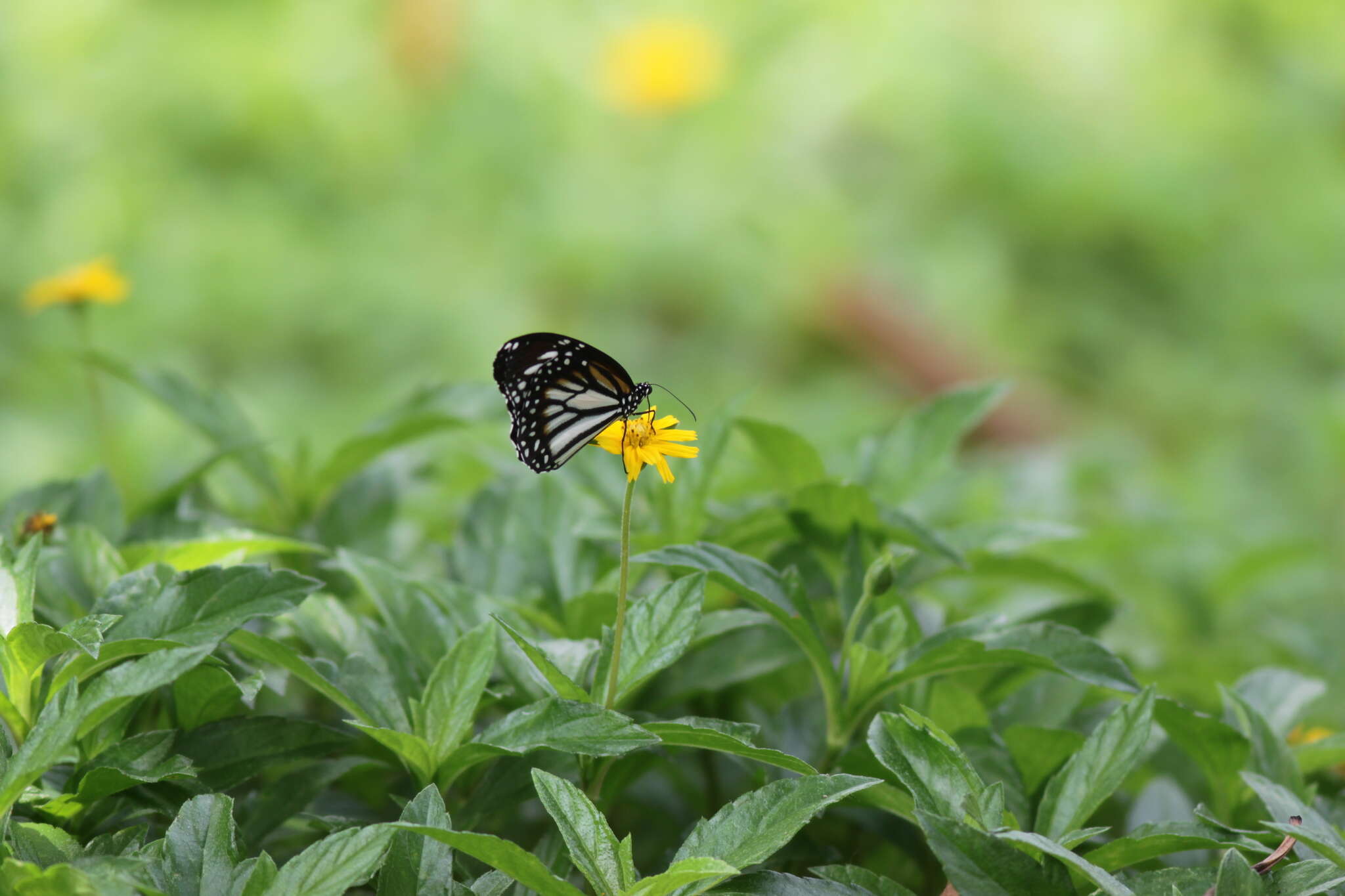 Image de Danaus (Anosia) melanippus Cramer 1777