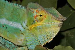 Image of Panther Chameleon