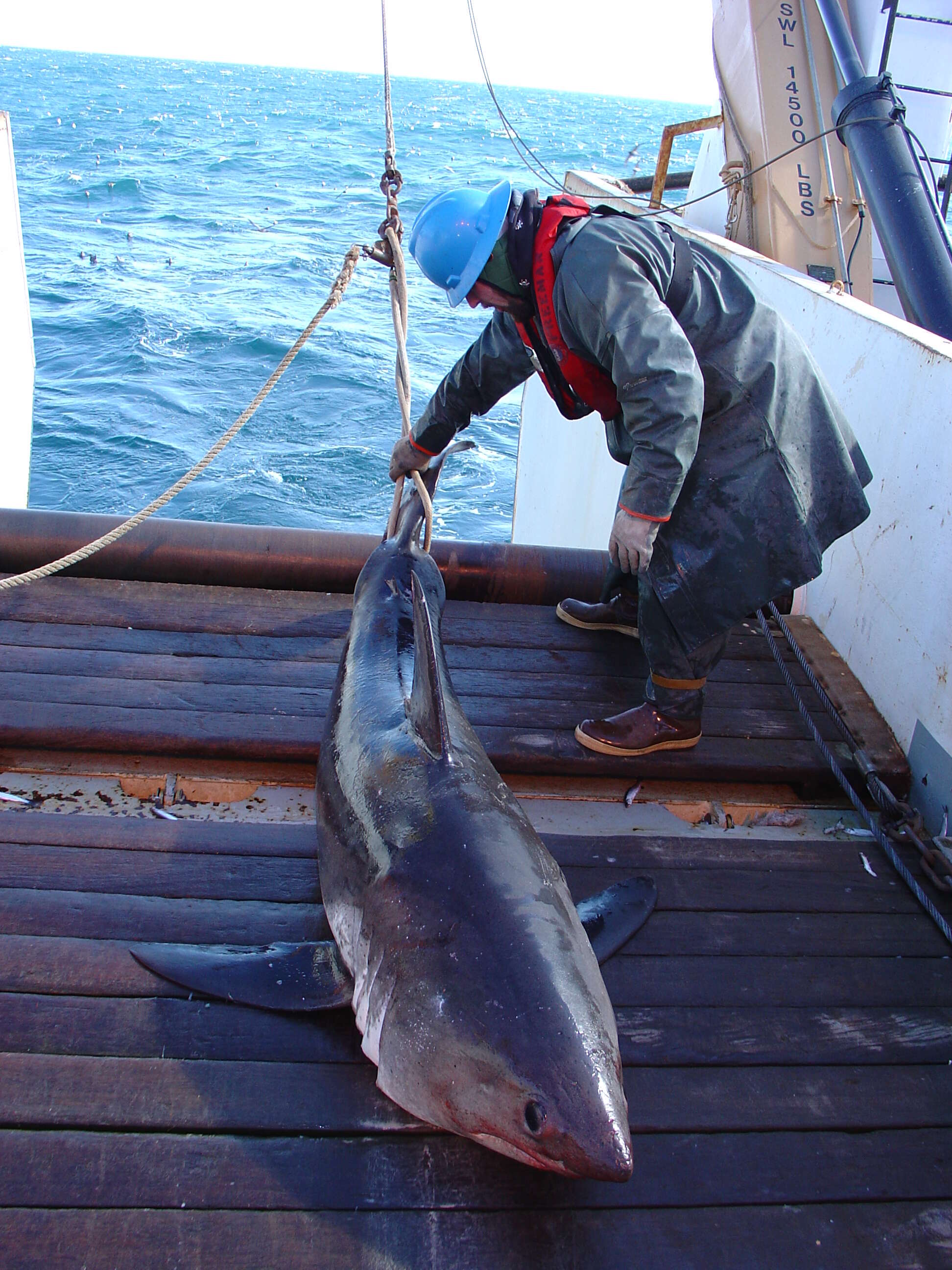 Image of Salmon Shark