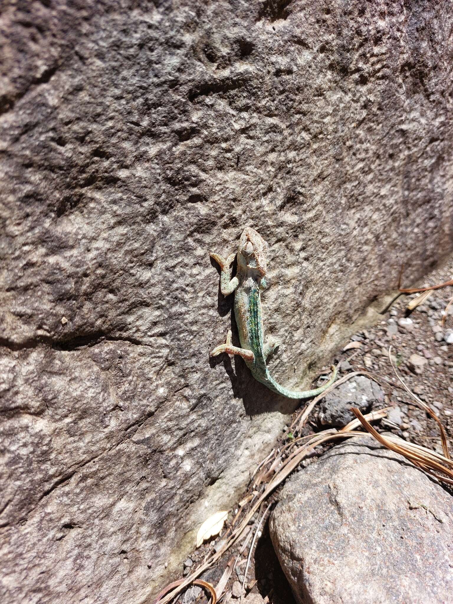 Image of Drakensberg Dwarf Chameleon