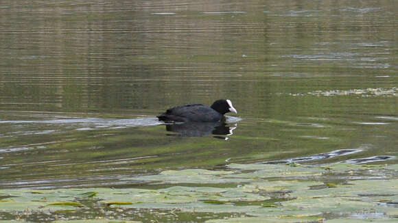 Image of Common Coot