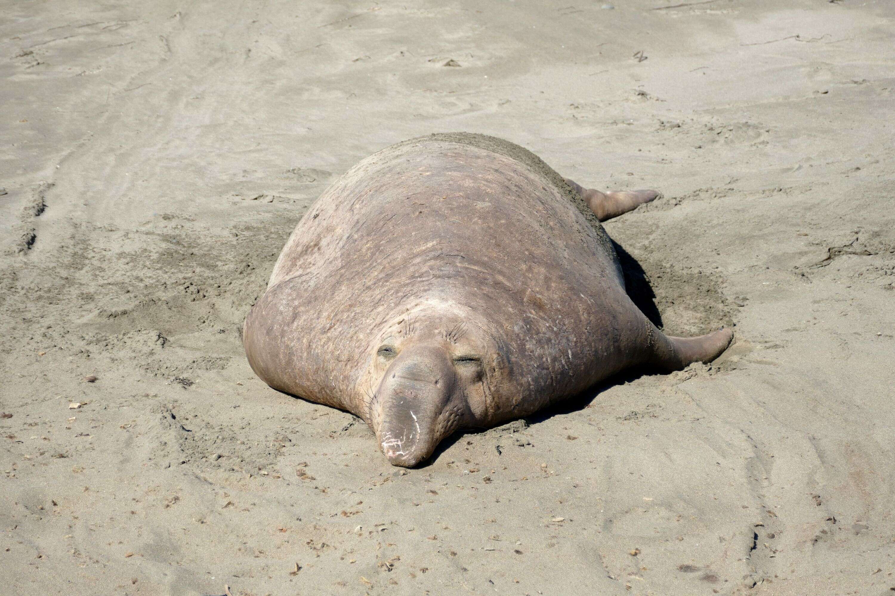 Image of elephant seal