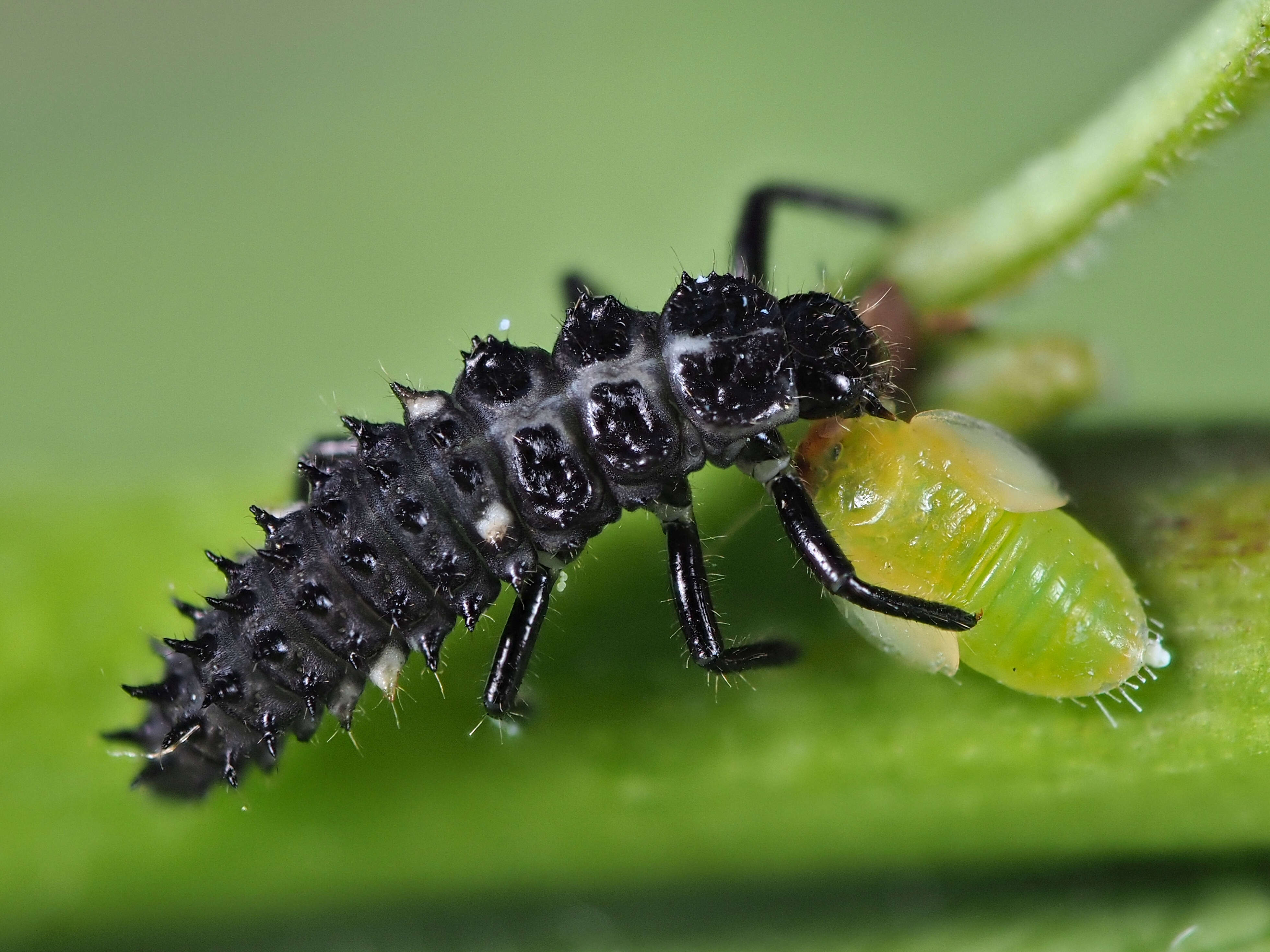 Image of jumping plantlice