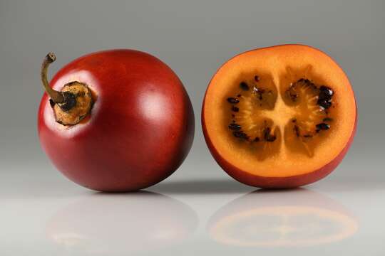 Image of Tamarillo