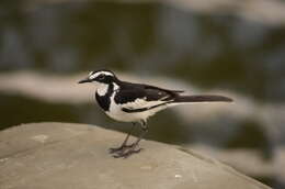 Image of Pied Wagtail and White Wagtail