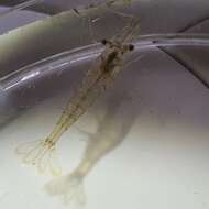 Image of Common shrimp