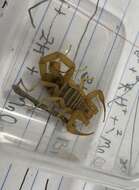 Image of Arizona Bark Scorpion